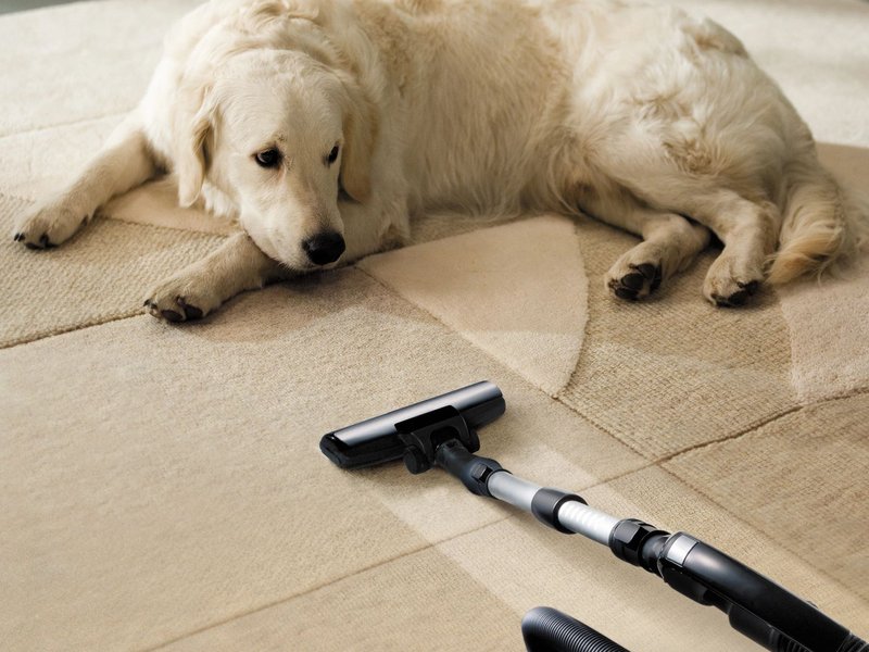 dog on rug being cleaned - Big Dog Flooring in Indianapolis, IN